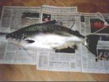 VätternLax 9,8kg