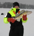Gös 2,7kg