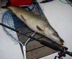 Gädda 7,2kg