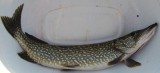 Vänergädda 4,5 kg